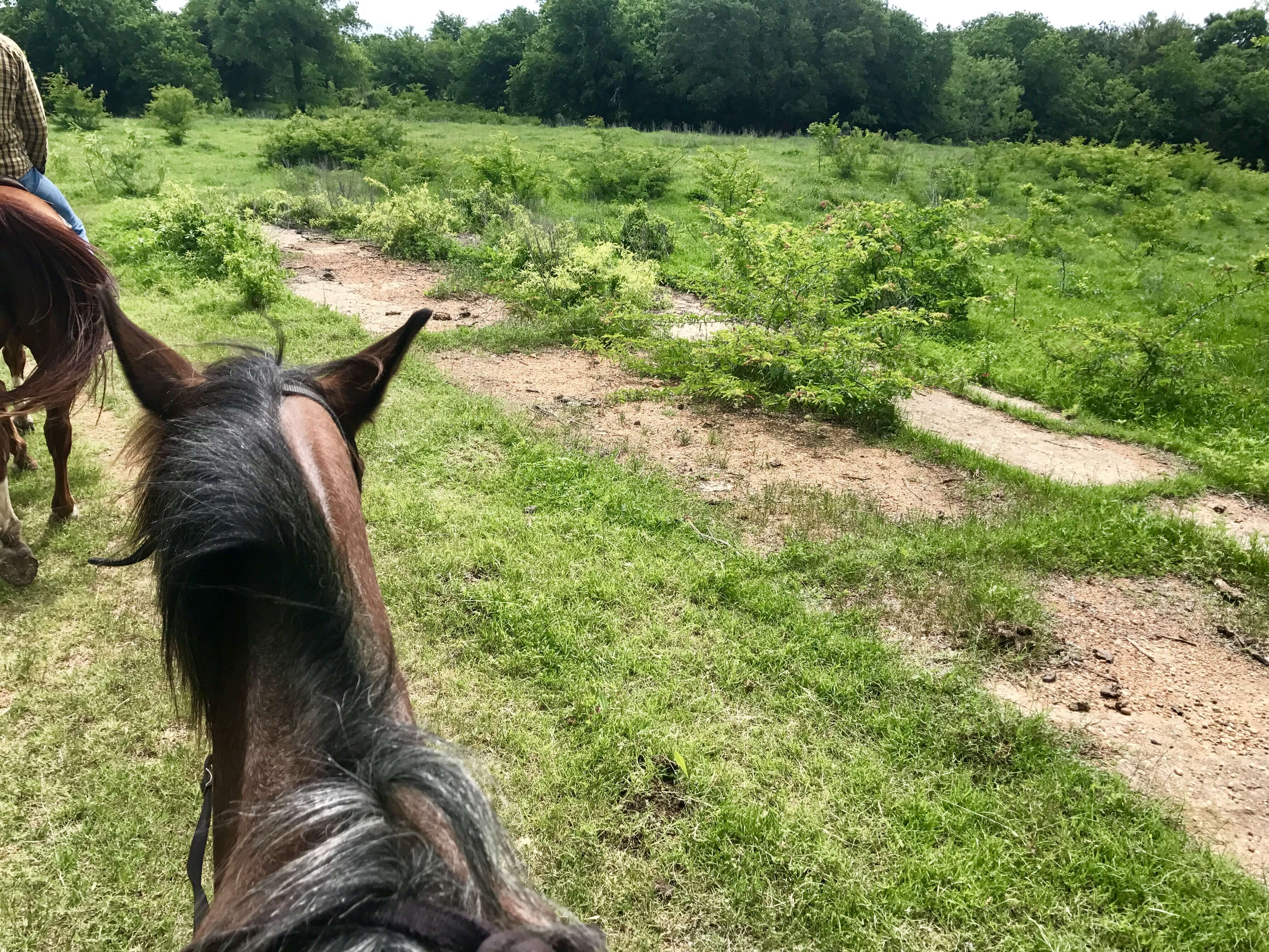 top of my horse