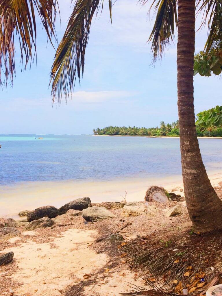 beach palm tree